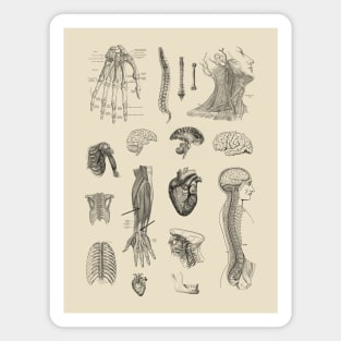 Vintage Anatomy Illustration Magnet